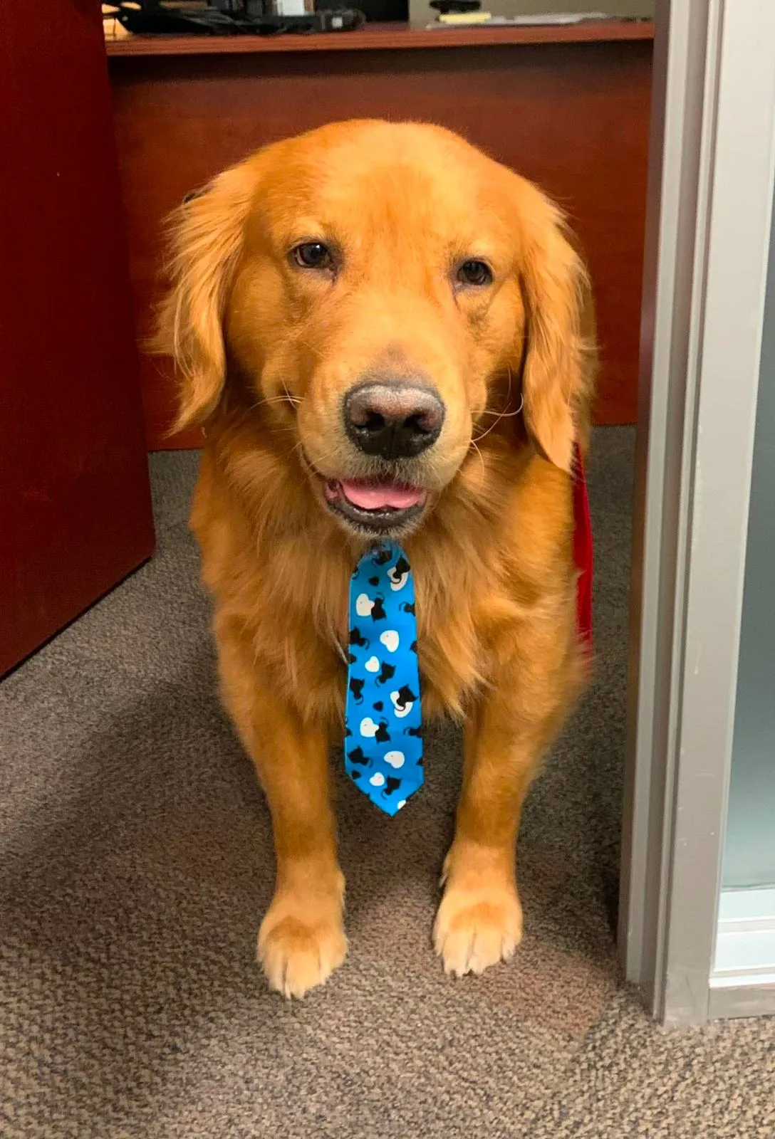 A Golden Retriever wearing a blue patterned tie standing in an office doorway