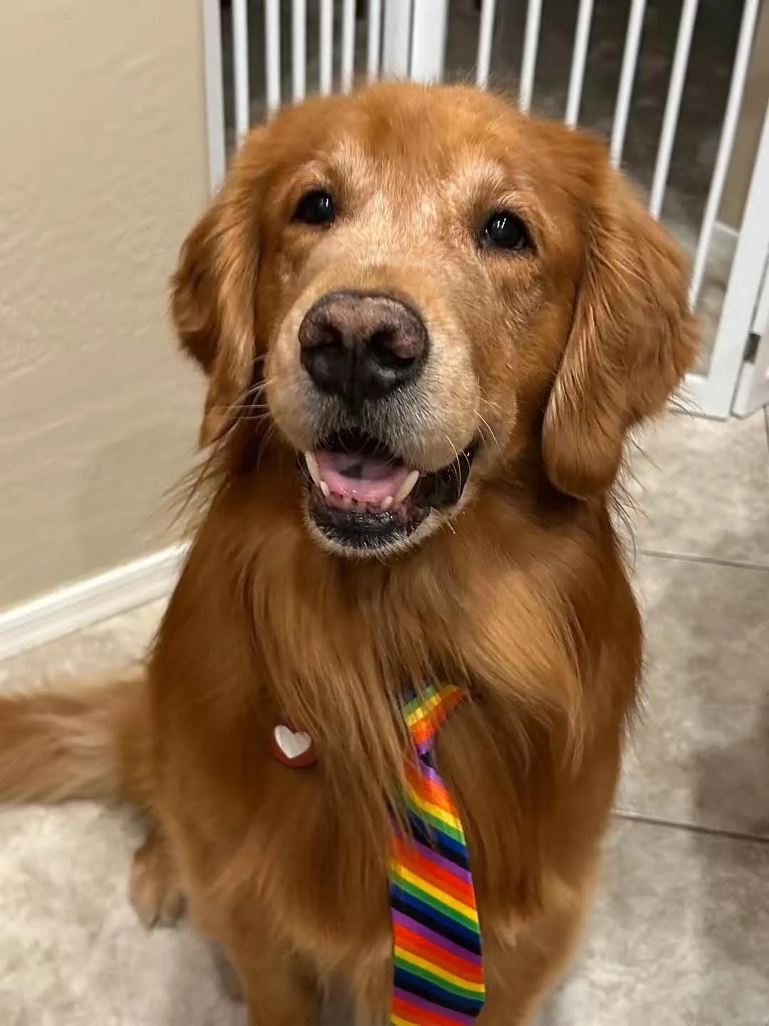 A smiling Golden Retriever wearing a rainbow striped tie