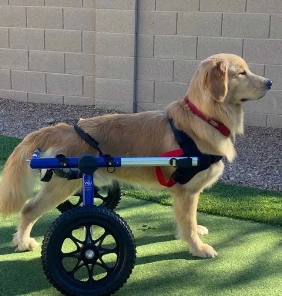 Hank, a light Golden Retriever standing on grass in a blue wheeled support cart