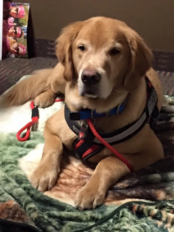 Jack, a Golden Retriever in a harness resting on a blanket