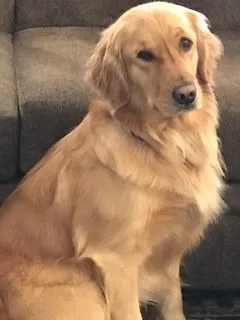 Lailani Hope, a light Golden Retriever sitting on a couch
