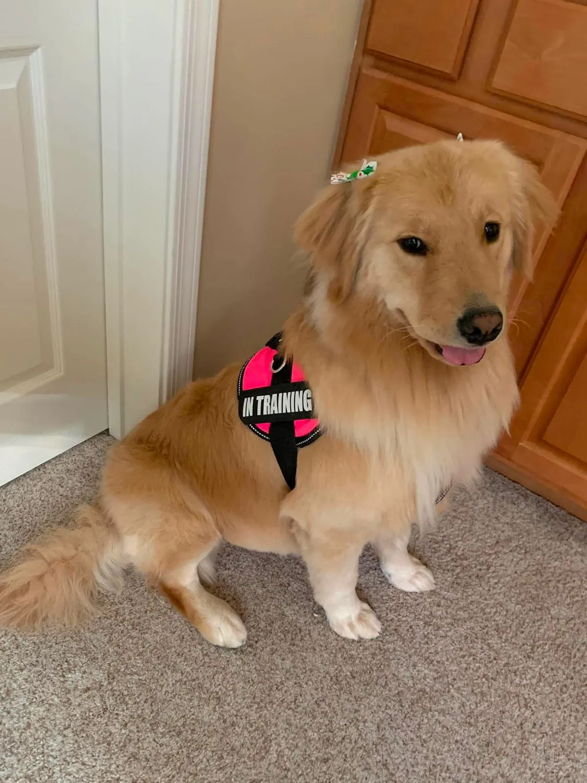 London Hope of the Valley sitting indoors wearing her pink in-training harness