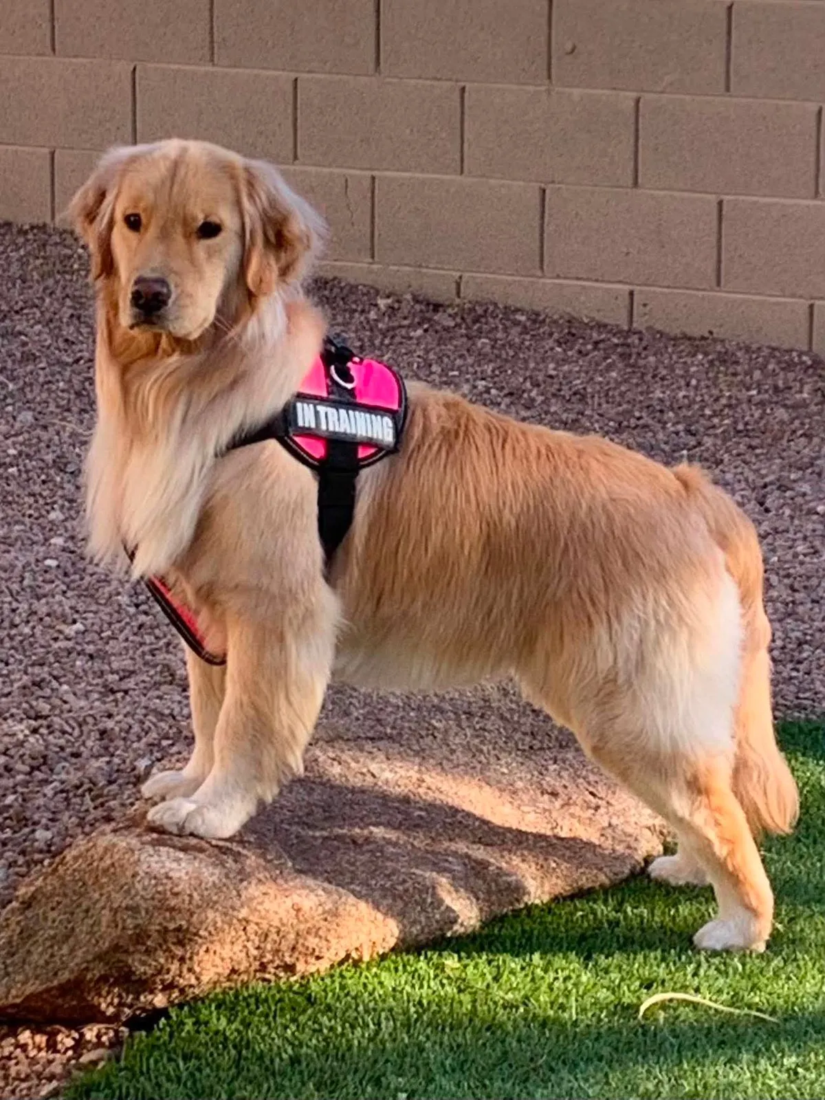 London Hope of the Valley, a cream Golden Retriever in a pink in-training harness, standing outdoors