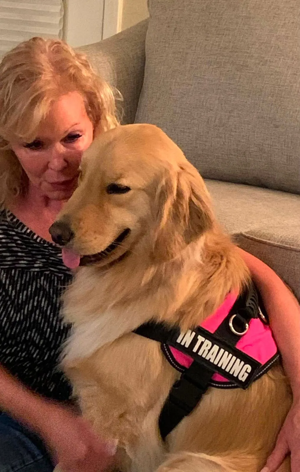 A handler sitting on a sofa with London Hope of the Valley, a Golden Retriever in a pink in-training harness, leaning against her