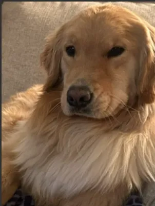 London Hope Valley, a cream Golden Retriever, resting on a couch