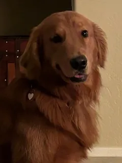 Magnificent Mighty Quinn, a red-gold Golden Retriever, indoors