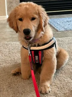 Miss Savannah Hope, a Golden Retriever puppy in a red harness sitting on a carpet