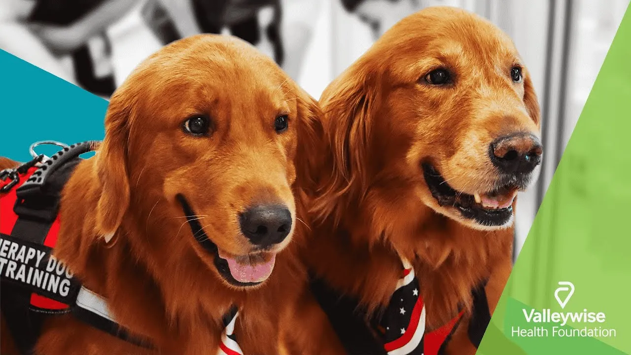 Two Golden Retriever therapy dogs in their vests at Valleywise Health