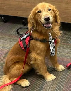 Wrigley sitting in his red therapy dog vest and plaid tie