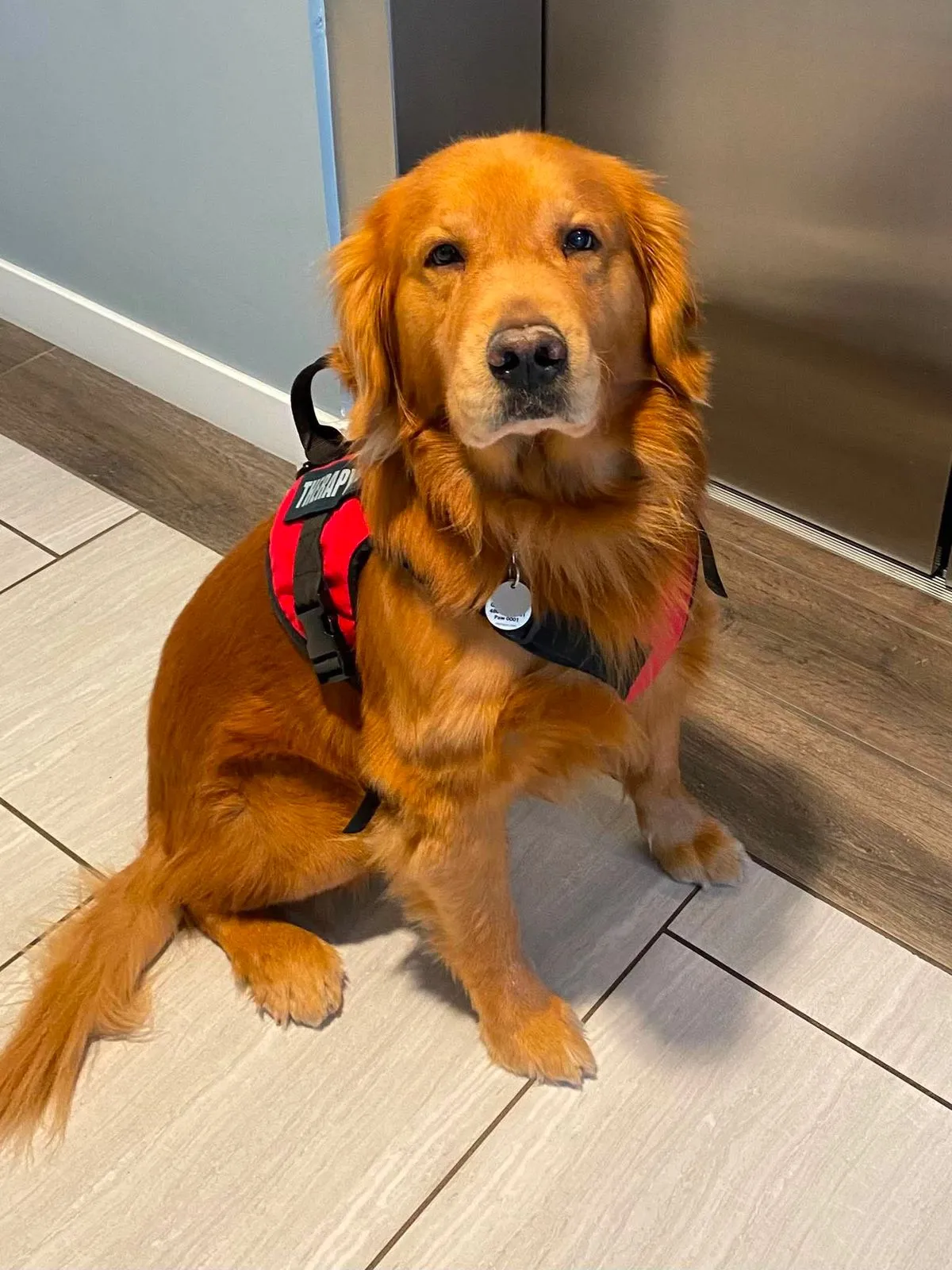 Wrigley, a red-gold Golden Retriever in a red therapy dog vest, sitting on a clinic floor