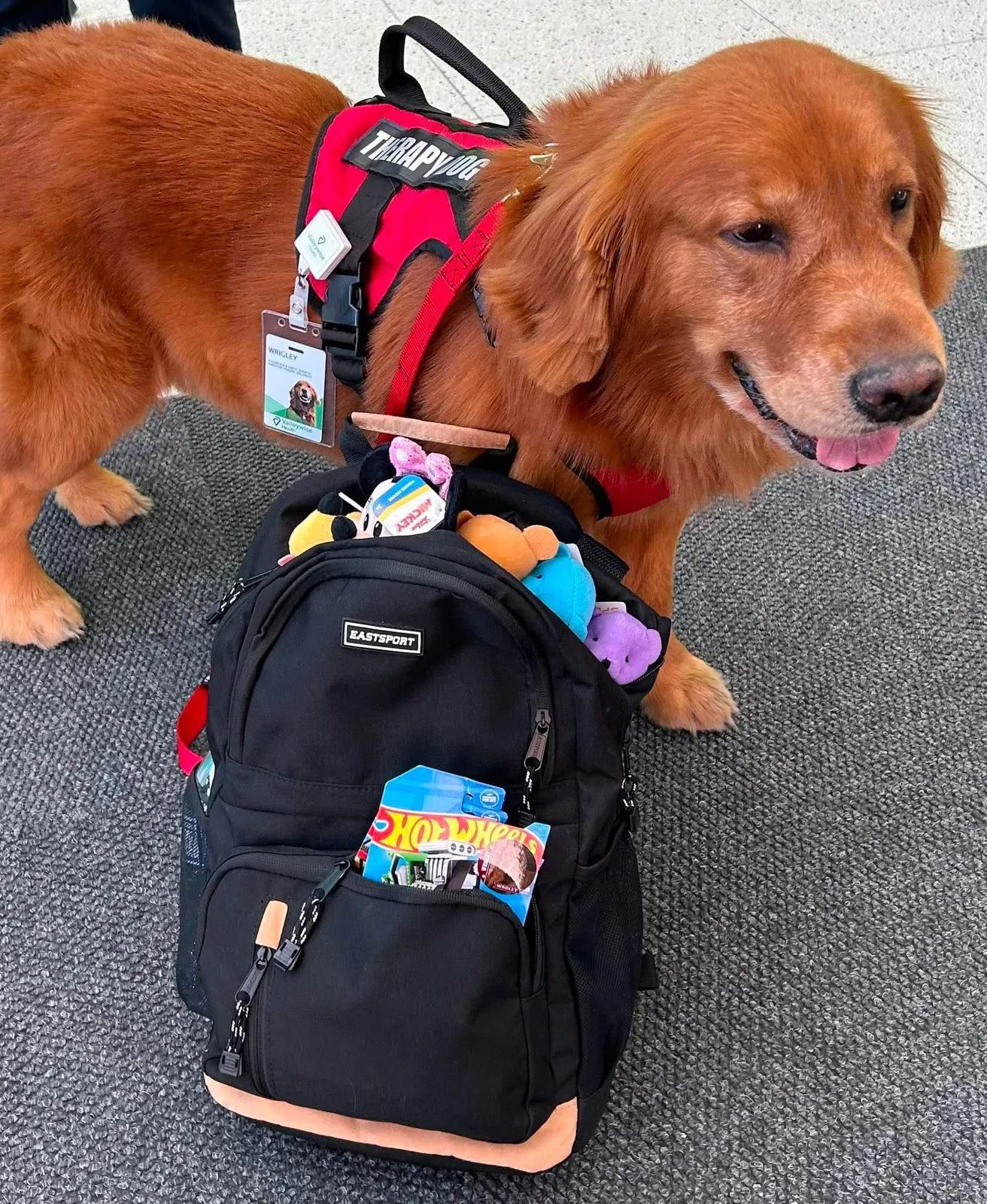 Wrigley standing beside a backpack filled with soft toys and books before a visit